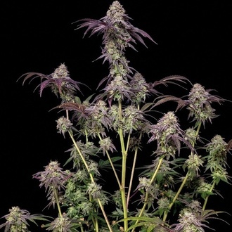 Biscotti Gelato (FastBuds) Feminisoidut
