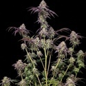 Biscotti Gelato (FastBuds) Feminisoidut