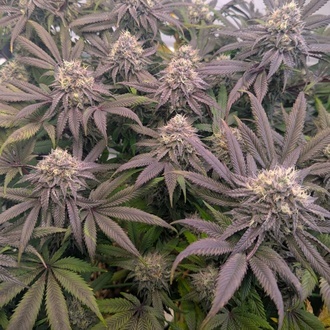 Biscotti Gelato (FastBuds) Feminisoidut