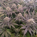 Biscotti Gelato (FastBuds) Feminisoidut