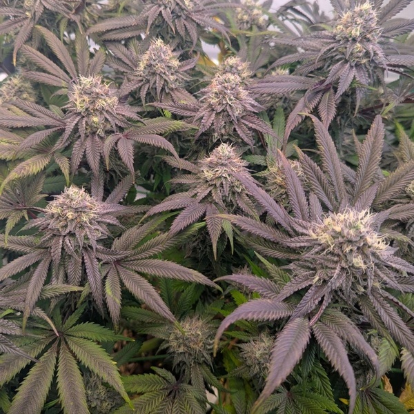 Biscotti Gelato (FastBuds) Feminisoidut