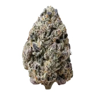 Biscotti Gelato (FastBuds) feminisoitu