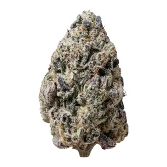 Biscotti Gelato (FastBuds) Feminisoidut