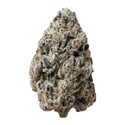 Biscotti Gelato (FastBuds) Feminisoidut