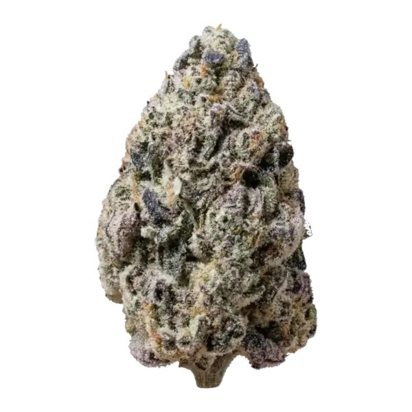 Biscotti Gelato (FastBuds) Feminisoidut