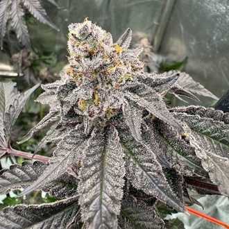 Gary Sherbet™ (FastBuds) Feminisoidut