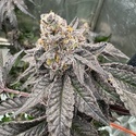 Gary Sherbet™ (FastBuds) Feminisoidut