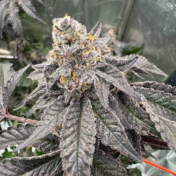 Gary Sherbet™ (FastBuds) Feminisoidut