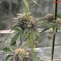 Gary Sherbet™ (FastBuds) Feminisoidut