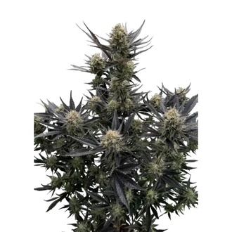Guava Auto RF3 (FastBuds) Feminisoidut