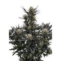 Guava Auto RF3 (FastBuds) Feminisoidut