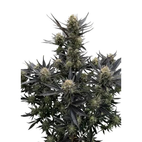 Guava Auto RF3 (FastBuds) Feminisoidut