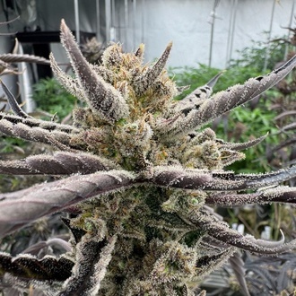 Guava Auto RF3 (FastBuds) Feminisoidut