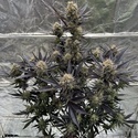 Guava Auto RF3 (FastBuds) Feminisoidut