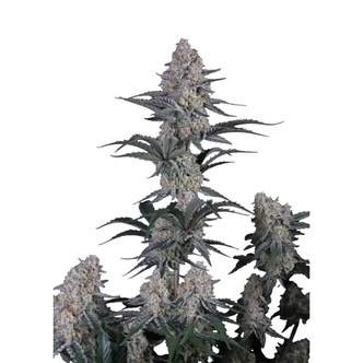 Guava Sundae Auto (FastBuds) feminisoitu