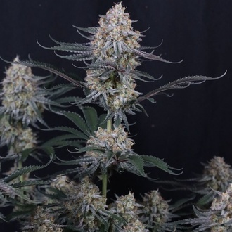 Guava Sundae Auto (FastBuds) Feminisoidut