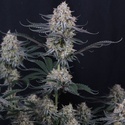 Guava Sundae Auto (FastBuds) Feminisoidut