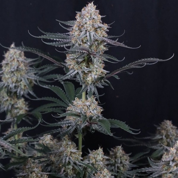 Guava Sundae Auto (FastBuds) Feminisoidut