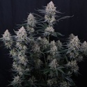Guava Sundae Auto (FastBuds) Feminisoidut