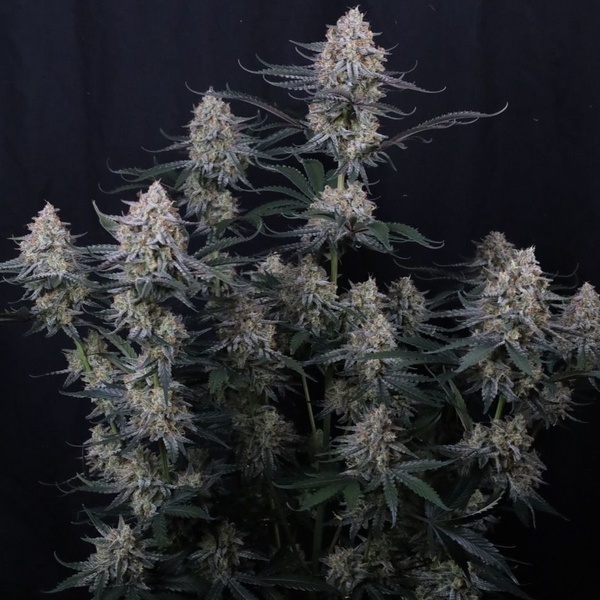 Guava Sundae Auto (FastBuds) Feminisoidut