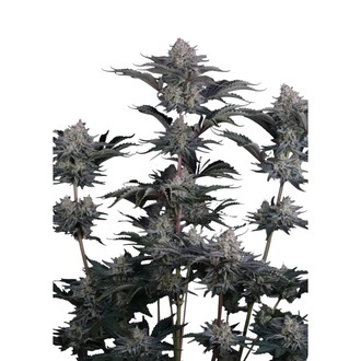 Mendo Frost Auto (FastBuds) Feminisoidut