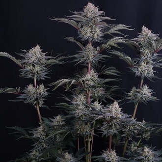 Mendo Frost Auto (FastBuds) Feminisoidut