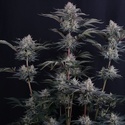 Mendo Frost Auto (FastBuds) Feminisoidut