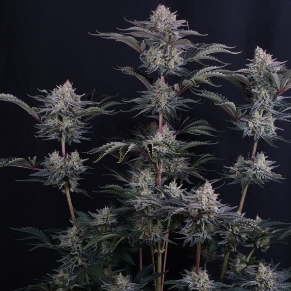 Mendo Frost Auto (FastBuds) Feminisoidut