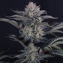Mendo Frost Auto (FastBuds) Feminisoidut