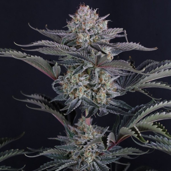 Mendo Frost Auto (FastBuds) Feminisoidut