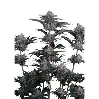 Mendo Guava Auto (FastBuds) feminisoitu