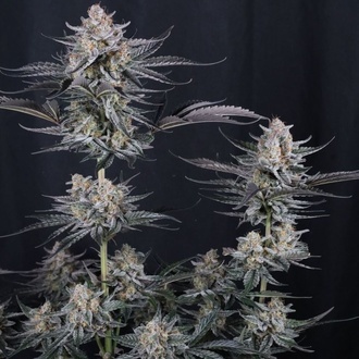 Mendo Guava Auto (FastBuds) Feminisoidut siemenet