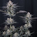 Mendo Guava Auto (FastBuds) Feminisoidut siemenet