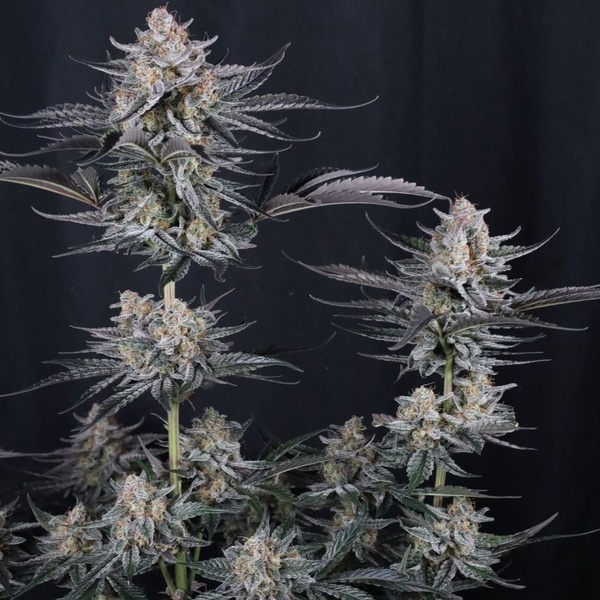 Mendo Guava Auto (FastBuds) Feminisoidut siemenet