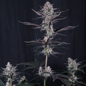 Mendo Guava Auto (FastBuds) Feminisoidut siemenet