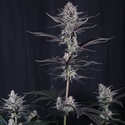 Mendo Guava Auto (FastBuds) Feminisoidut siemenet