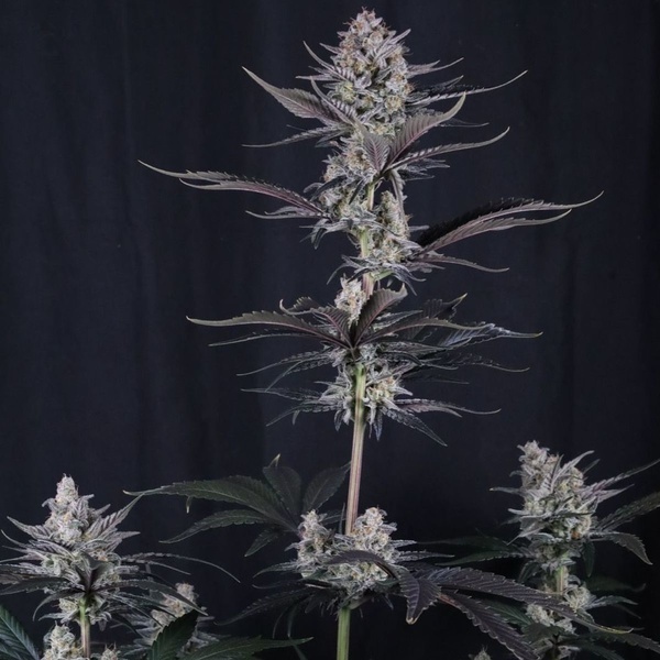 Mendo Guava Auto (FastBuds) Feminisoidut siemenet