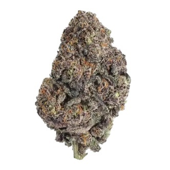 Papayton (FastBuds) feminisoidut