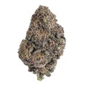 Papayton (FastBuds) Feminisoidut