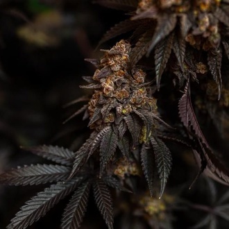 Papayton (FastBuds) Feminisoidut