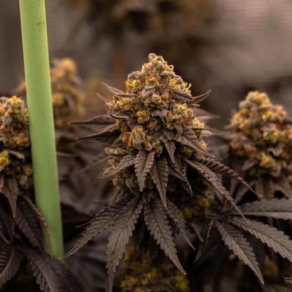 Papayton (FastBuds) Feminisoidut