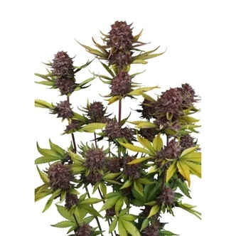 Purple Lemonade Auto RF3 (FastBuds) feminisoidut