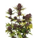 Purple Lemonade Auto RF3 (FastBuds) Feminisoidut