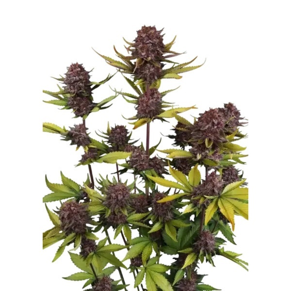 Purple Lemonade Auto RF3 (FastBuds) Feminisoidut