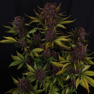 Purple Lemonade Auto RF3 (FastBuds) Feminisoidut