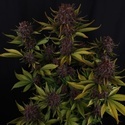 Purple Lemonade Auto RF3 (FastBuds) Feminisoidut