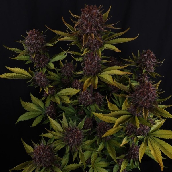 Purple Lemonade Auto RF3 (FastBuds) Feminisoidut