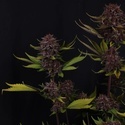 Purple Lemonade Auto RF3 (FastBuds) Feminisoidut