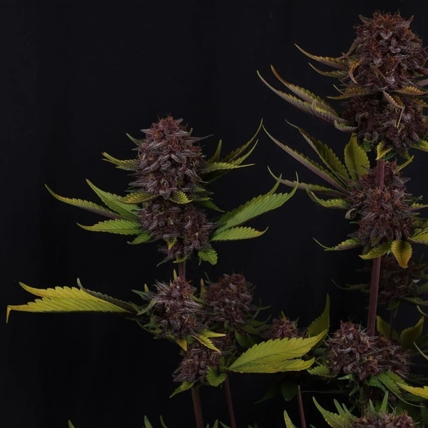 Purple Lemonade Auto RF3 (FastBuds) Feminisoidut