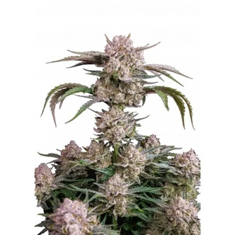 Strawberry Gorilla Auto RF3 (FastBuds) feminisoidut siemenet